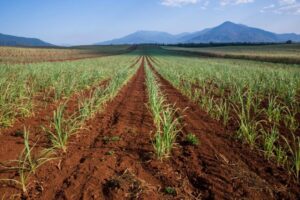 From trash to treasure: turning high-emissions waste into fertiliser